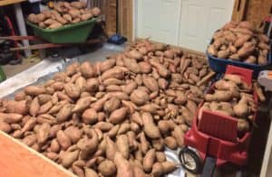The Garden sweet potatoes at bartoncraftbarn.com