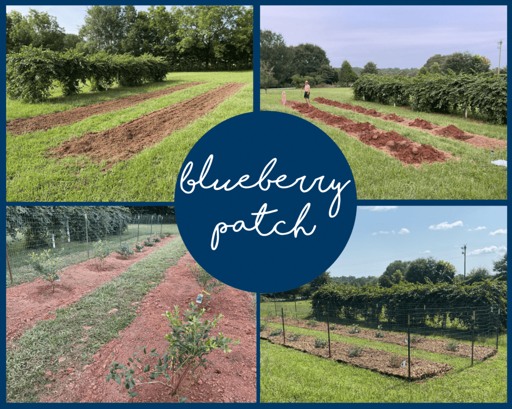stages of our blueberry patch