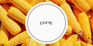 Corn Farm to Fork
