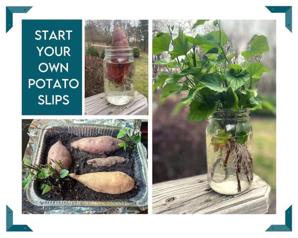 two methods of DIY sweet potato slips