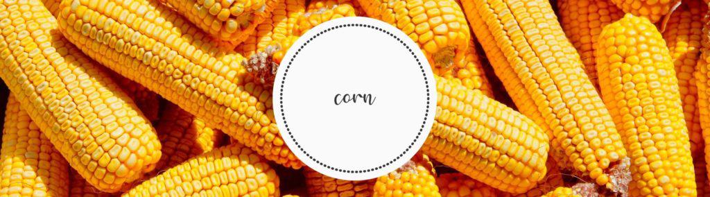 Corn farm to fork banner
