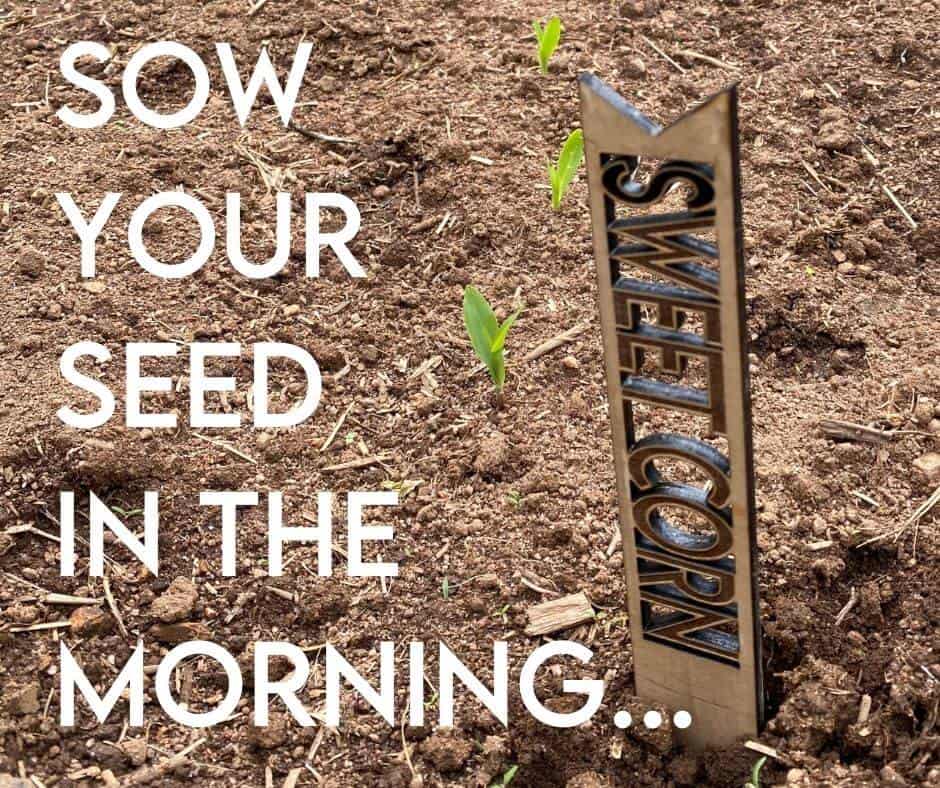 sow your seed in the morning blog post with free garden marker svg