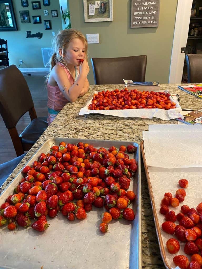 strawberry helper stuffing her face with berries faster than I can cap them