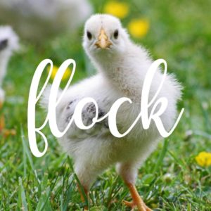 flock button leading to info about raising chickens on a hobby farm